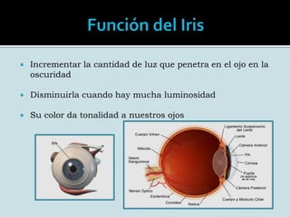 Compone la túnica vascular, “úvea”