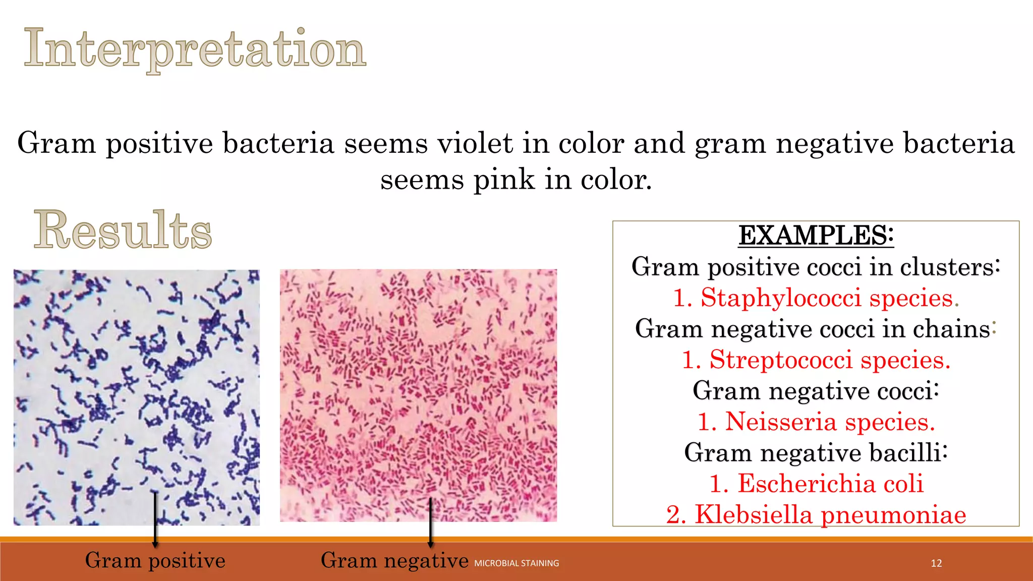 Gram positive bacteria seems violet in color and gram negative bacteria
seems pink in color.
Gram positive Gram negative 12
EXAMPLES:
Gram positive cocci in clusters:
1. Staphylococci species.
Gram negative cocci in chains:
1. Streptococci species.
Gram negative cocci:
1. Neisseria species.
Gram negative bacilli:
1. Escherichia coli
2. Klebsiella pneumoniae
MICROBIAL STAINING
 