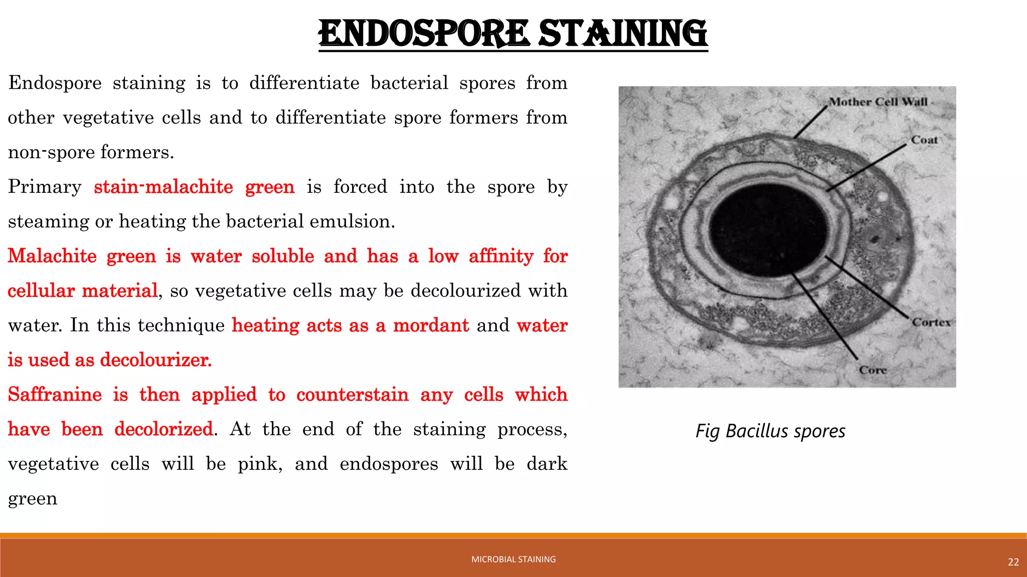22
ENDOSPORE STAINING
Endospore staining is to differentiate bacterial spores from
other vegetative cells and to differentiate spore formers from
non-spore formers.
Primary stain-malachite green is forced into the spore by
steaming or heating the bacterial emulsion.
Malachite green is water soluble and has a low affinity for
cellular material, so vegetative cells may be decolourized with
water. In this technique heating acts as a mordant and water
is used as decolourizer.
Saffranine is then applied to counterstain any cells which
have been decolorized. At the end of the staining process,
vegetative cells will be pink, and endospores will be dark
green
Fig Bacillus spores
MICROBIAL STAINING
 