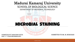 Madurai Kamaraj University
SCHOOL OF BIOLOGICAL SCIENCE
DEPARTMENT OF MICROBIAL TECHNOLOGY
MICROBIAL STAINING
SUBMITTED TO Dr. M. Murugan
1
SUBMITTED By Aniruddh Gupta
M.SC 1ST YEAR MICROBIOLOGY
MICROBIAL STAINING
 