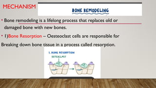 Osteoporosis).pptxdgfsrgvdfgghukjuyfdwfhuijg | PPTX