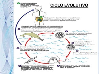 CICLO EVOLUTIVO

8

 