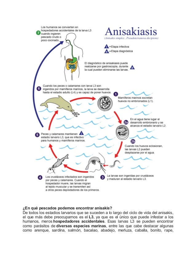 Los parásitos en la sangre la diagnosis