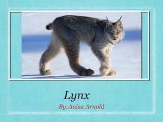 Lynx
By:Anisa Arnold

 
