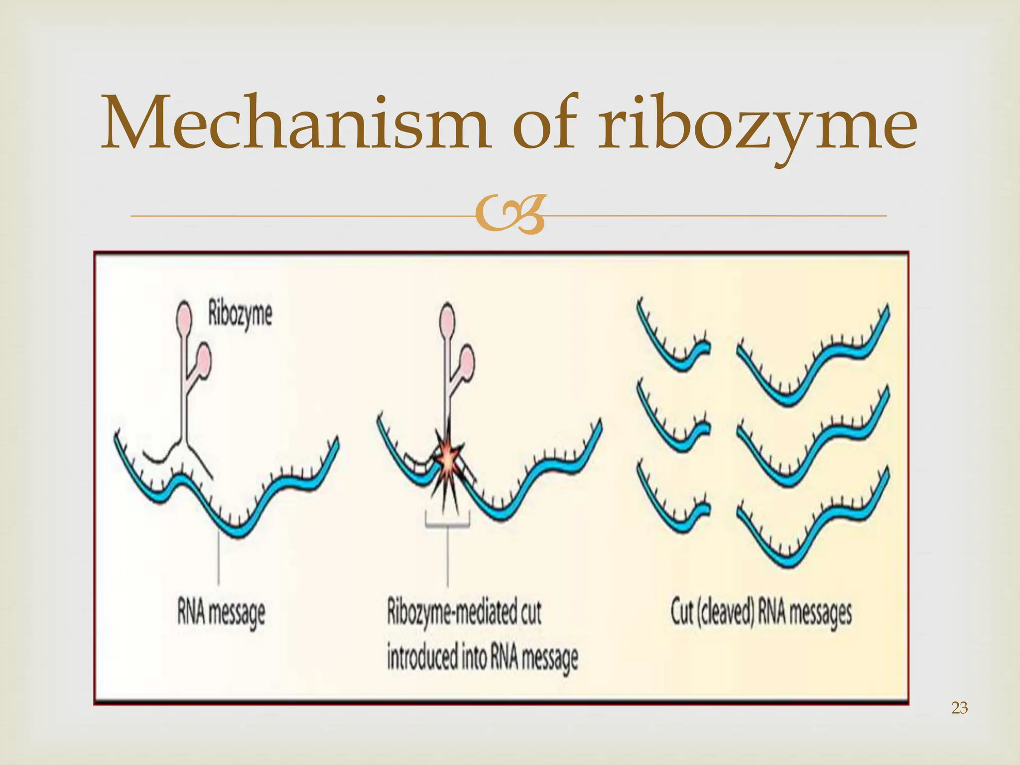 
23
Mechanism of ribozyme
 