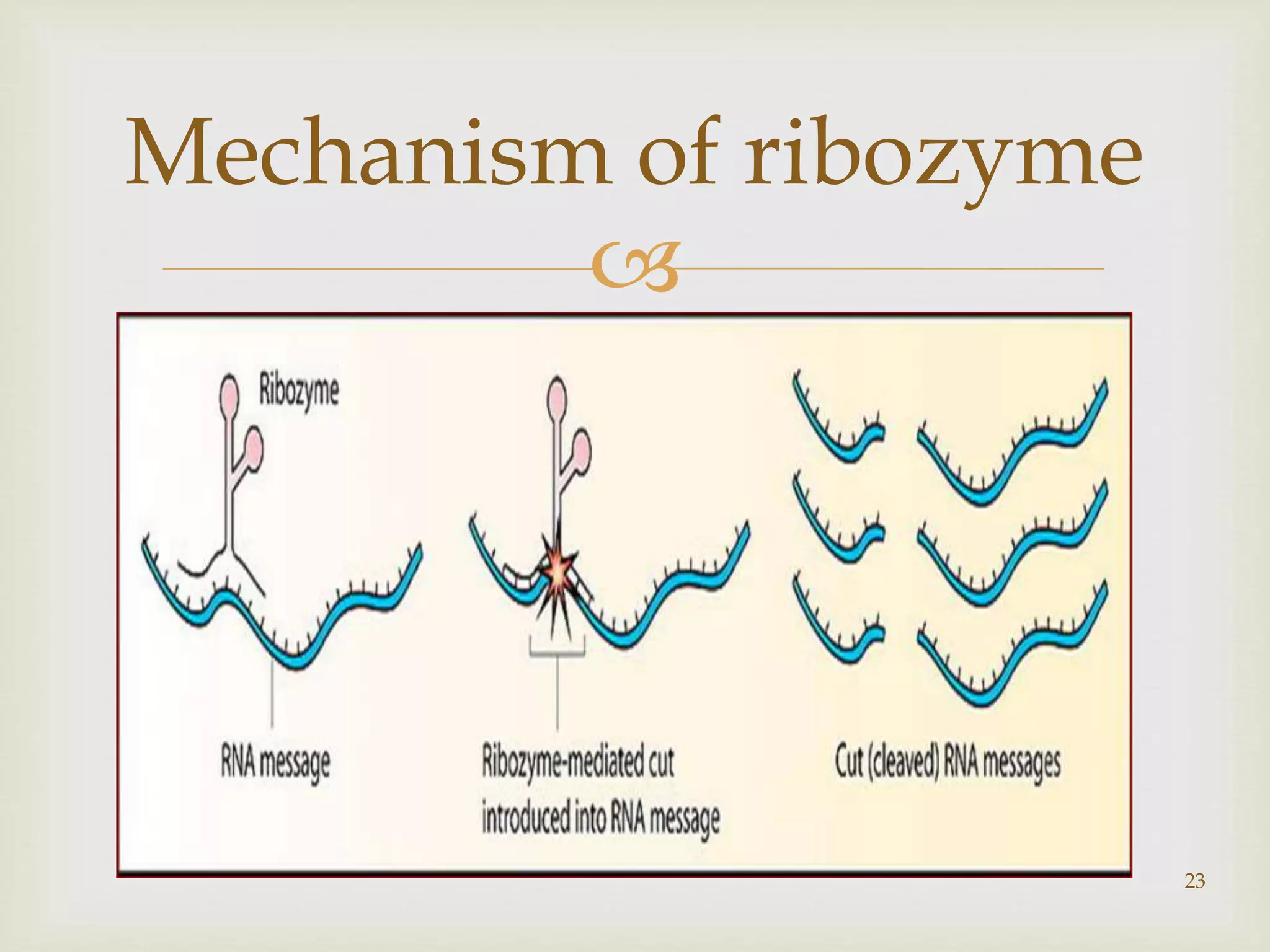  
23 
Mechanism of ribozyme 
 