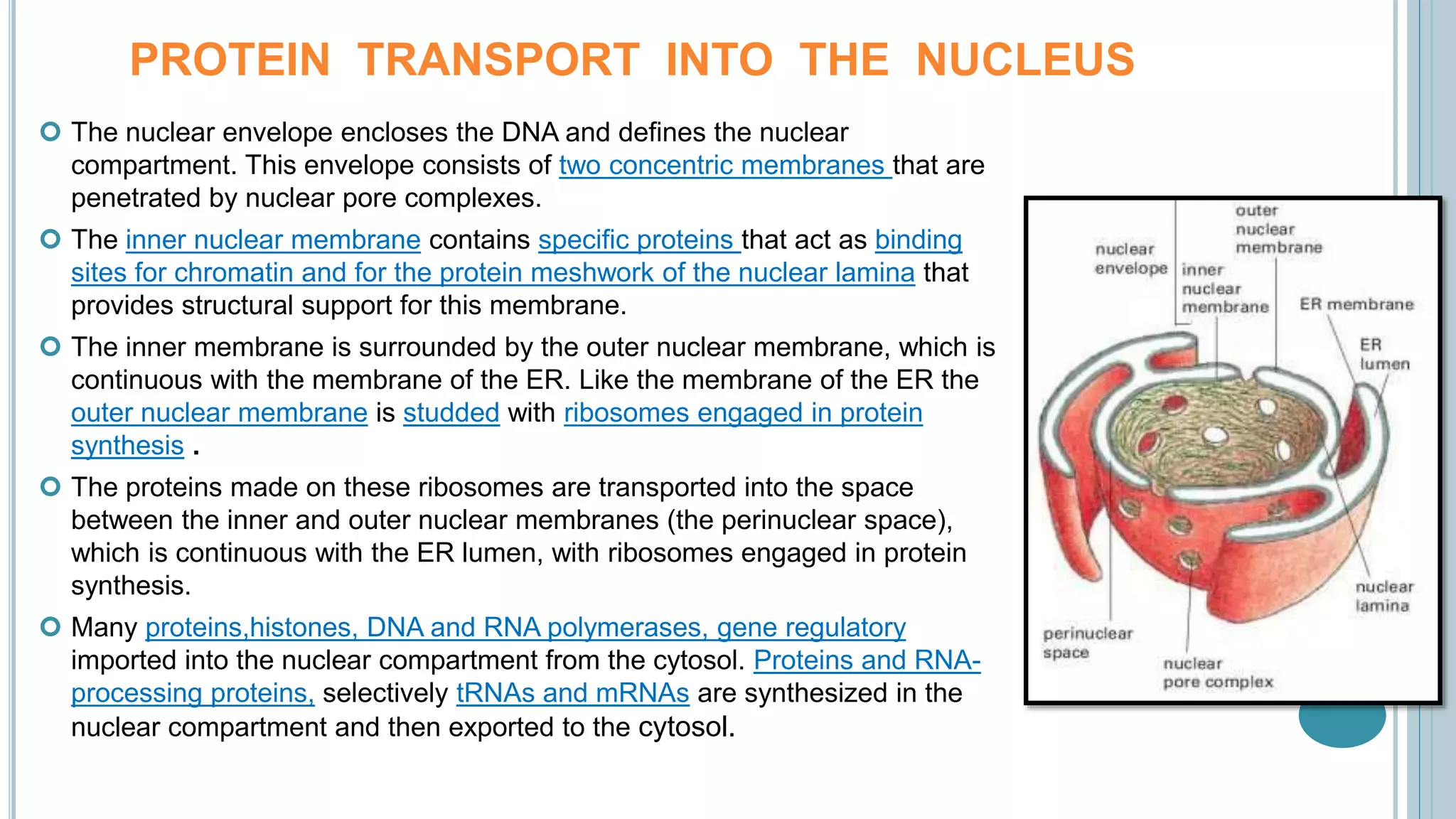 Protein Localization | PPTX