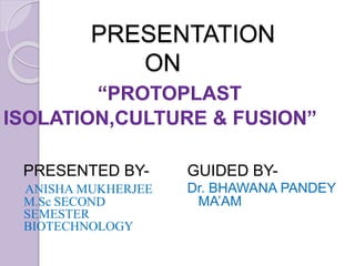PRESENTATION
ON
“PROTOPLAST
ISOLATION,CULTURE & FUSION”
PRESENTED BY-
ANISHA MUKHERJEE
M.Sc SECOND
SEMESTER
BIOTECHNOLOGY
GUIDED BY-
Dr. BHAWANA PANDEY
MA’AM
 