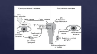 Physiological and Pathological anisocoria.pptx