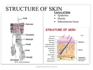 Structure of skin relating to the problem ACNE | PPTX