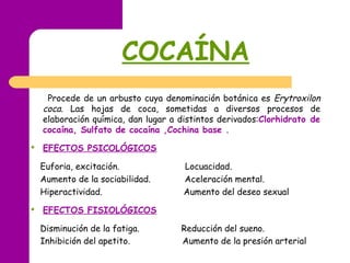 COCAÍNA
     Procede de un arbusto cuya denominación botánica es Erytroxilon
    coca. Las hojas de coca, sometidas a diversos procesos de
    elaboración química, dan lugar a distintos derivados:Clorhidrato de
    cocaína, Sulfato de cocaína ,Cochina base .
   EFECTOS PSICOLÓGICOS

    Euforia, excitación.              Locuacidad.
    Aumento de la sociabilidad.       Aceleración mental.
    Hiperactividad.                   Aumento del deseo sexual
   EFECTOS FISIOLÓGICOS

    Disminución de la fatiga.        Reducción del sueno.
    Inhibición del apetito.          Aumento de la presión arterial
 