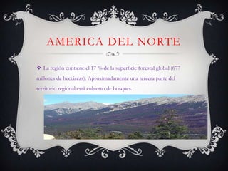 AMERICA DEL NORTE

 La región contiene el 17 % de la superficie forestal global (677
millones de hectáreas). Aproximadamente una tercera parte del
territorio regional está cubierto de bosques.
 