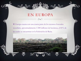 EN EUROPA

 Europa cuenta con una cuarta parte de los recursos forestales
mundiales, aproximadamente 1 000 millones de hectáreas, el 81% de
las cuales se encuentran en la Federación de Rusia.
 