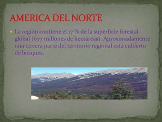  La región contiene el 17 % de la superficie forestal
  global (677 millones de hectáreas). Aproximadamente
  una tercera parte del territorio regional está cubierto
  de bosques.
 