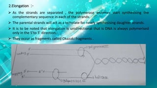 DNA REPLICATION IN PROKARYOTES INITIATION ELONGATION AND TERMINATION | PPT