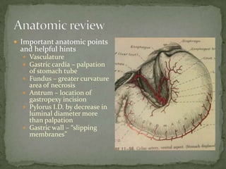  Important anatomic points
 and helpful hints
   Vasculature
   Gastric cardia – palpation
      of stomach tube
     Fundus – greater curvature
      area of necrosis
     Antrum – location of
      gastropexy incision
     Pylorus I.D. by decrease in
      luminal diameter more
      than palpation
     Gastric wall – “slipping
      membranes”
 