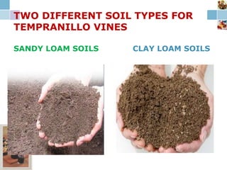 TWO DIFFERENT SOIL TYPES FOR
TEMPRANILLO VINES
SANDY LOAM SOILS CLAY LOAM SOILS
 