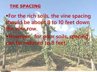 THE SPACING
For the rich soils, the vine spacing
should be about 8 to 10 feet down
the vine row.
However, for poor soils, spacing
can be reduced to 8 feet.
 