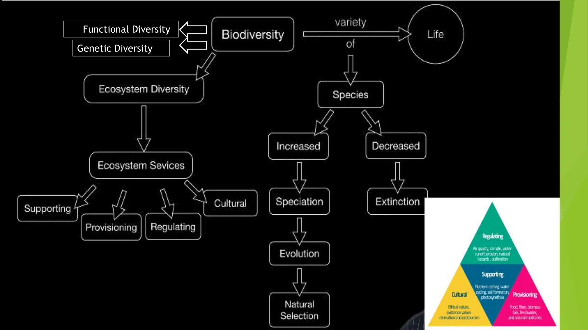 anjali.pptx A ppt on ecosystem diversity and services | PPTX