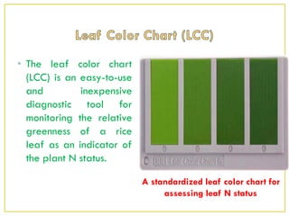• The leaf color chart
(LCC) is an easy-to-use
and inexpensive
diagnostic tool for
monitoring the relative
greenness of a rice
leaf as an indicator of
the plant N status.
A standardized leaf color chart for
assessing leaf N status
 