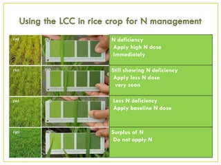 N deficiency
Apply high N dose
Immediately
Still showing N deficiency
Apply less N dose
very soon
Less N deficiency
Apply baseline N dose
Surplus of N
Do not apply N
 
