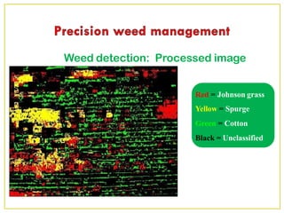 Weed detection: Processed image
Red = Johnson grass
Yellow = Spurge
Green = Cotton
Black = Unclassified
 