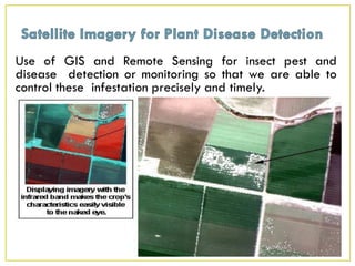 Use of GIS and Remote Sensing for insect pest and
disease detection or monitoring so that we are able to
control these infestation precisely and timely.
 