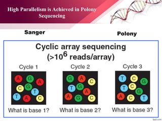 High Parallelism is Achieved in Polony
Sequencing
PolonySanger
 