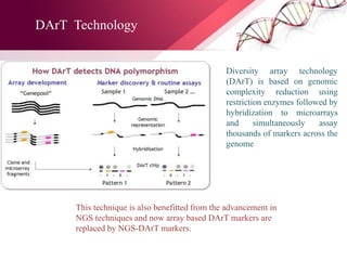 Diversity array technology
(DArT) is based on genomic
complexity reduction using
restriction enzymes followed by
hybridization to microarrays
and simultaneously assay
thousands of markers across the
genome
This technique is also benefitted from the advancement in
NGS techniques and now array based DArT markers are
replaced by NGS-DArT markers.
DArT Technology
 