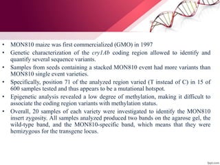 • MON810 maize was first commercialized (GMO) in 1997
• Genetic characterization of the cry1Ab coding region allowed to identify and
quantify several sequence variants.
• Samples from seeds containing a stacked MON810 event had more variants than
MON810 single event varieties.
• Specifically, position 71 of the analyzed region varied (T instead of C) in 15 of
600 samples tested and thus appears to be a mutational hotspot.
• Epigenetic analysis revealed a low degree of methylation, making it difficult to
associate the coding region variants with methylation status.
• Overall, 20 samples of each variety were investigated to identify the MON810
insert zygosity. All samples analyzed produced two bands on the agarose gel, the
wild-type band, and the MON810-specific band, which means that they were
hemizygous for the transgene locus.
 