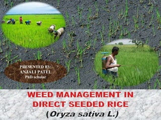 Weed Management in Direct Seeded Rice - By Anjali Patel mam (IGKV ...