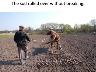 The sod rolled over without breaking.
 