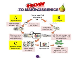 CISGENICS | PPTX