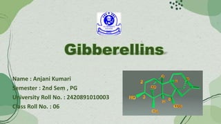 Gibberellins
Name : Anjani Kumari
Semester : 2nd Sem , PG
University Roll No. : 2420891010003
Class Roll No. : 06
 