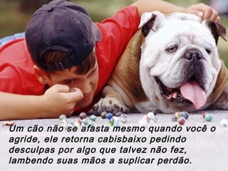 Um cão não se afasta mesmo quando você o
agride, ele retorna cabisbaixo pedindo
desculpas por algo que talvez não fez,
lambendo suas mãos a suplicar perdão.
 