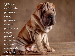 “ Alguns anjos não possuem asas, possuem quatro patas, um corpo peludo, nariz de bolinha, orelhas de atenção, olhar de aflição e carência.” 
