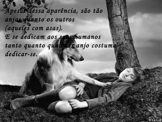 Apesar dessa aparência, são tão anjos quanto os outros  (aqueles com asas). E se dedicam aos seus humanos tanto quanto qualquer anjo costuma dedicar-se. 