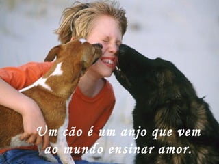 Um cão é um anjo que vem ao mundo ensinar amor. 