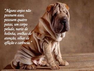 “ Alguns anjos não possuem asas, possuem quatro patas, um corpo peludo, nariz de bolinha, orelhas de atenção, olhar de aflição e carência.” 