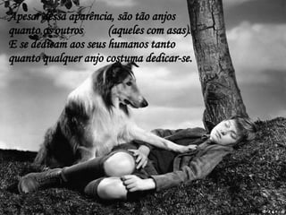 Apesar dessa aparência, são tão anjos quanto os outros  (aqueles com asas). E se dedicam aos seus humanos tanto quanto qualquer anjo costuma dedicar-se. 