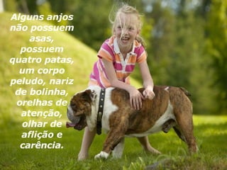 Alguns anjos não possuem asas, possuem quatro patas, um corpo peludo, nariz de bolinha, orelhas de atenção, olhar de aflição e carência. 