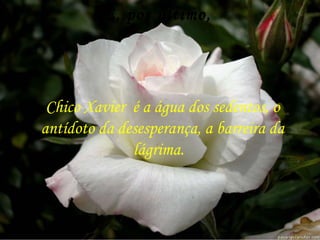 E, por último,  Chico Xavier  é a água dos sedentos, o antídoto da desesperança, a barreira da lágrima.  