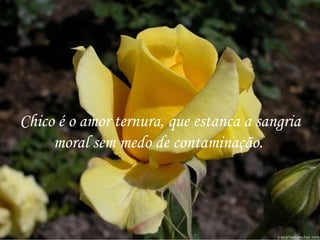 Chico é o amor ternura, que estanca a sangria moral sem medo de contaminação.  