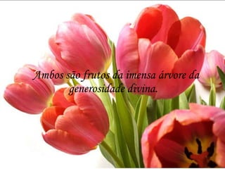 Ambos são frutos da imensa árvore da generosidade divina.  
