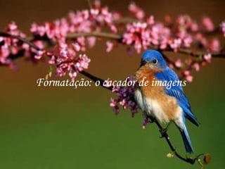 Formatação: o caçador de imagens 