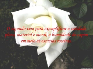 O segundo veio para exemplificar a caridade plena, material e moral, a humildade do capim em meio às escassas roseiras. 