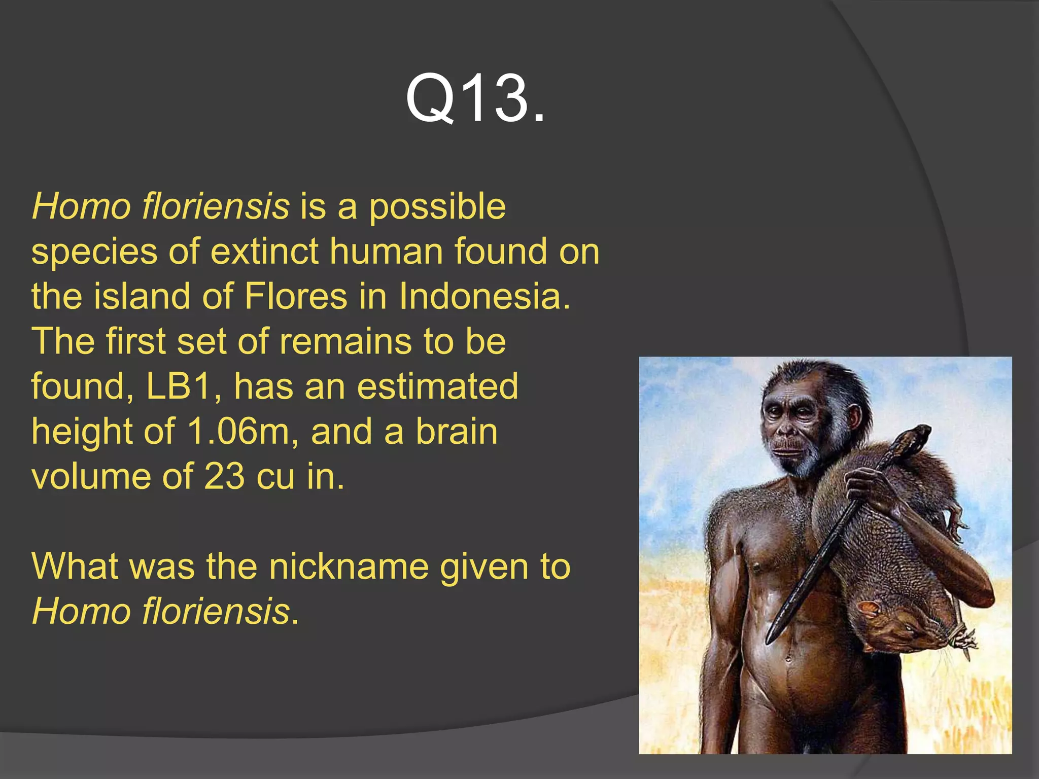 Q13.
Homo floriensis is a possible
species of extinct human found on
the island of Flores in Indonesia.
The first set of remains to be
found, LB1, has an estimated
height of 1.06m, and a brain
volume of 23 cu in.

What was the nickname given to
Homo floriensis.
 