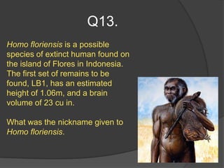 Q13.
Homo floriensis is a possible
species of extinct human found on
the island of Flores in Indonesia.
The first set of remains to be
found, LB1, has an estimated
height of 1.06m, and a brain
volume of 23 cu in.

What was the nickname given to
Homo floriensis.
 