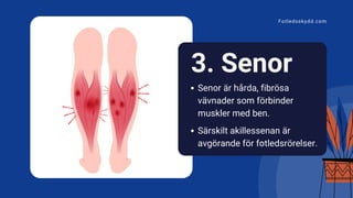 Senor är hårda, fibrösa
vävnader som förbinder
muskler med ben.
Särskilt akillessenan är
avgörande för fotledsrörelser.
3. Senor
Fotledsskydd.com
 