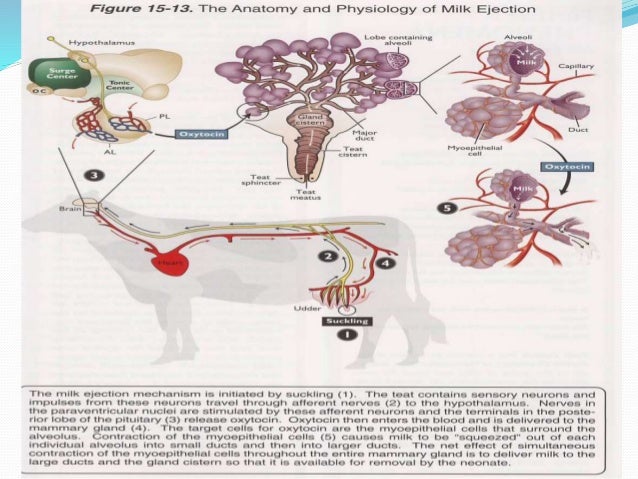 Neurohormonal control of lactation in dairy animals dairy cow diagram 